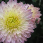 Хризантема корейская Александрит от Завода ФЛОРА