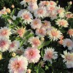 Хризантема корейская Камелия от Завода ФЛОРА