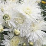 Хризантема корейская Белая от Завода ФЛОРА
