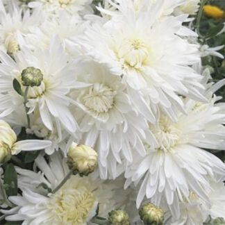 Хризантема корейская Белая от Завода ФЛОРА