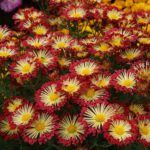 Хризантема корейская Красуня от Завода ФЛОРА