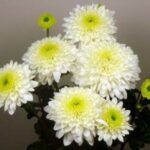 Хризантема корейская Бленда Уайт от Завода ФЛОРА