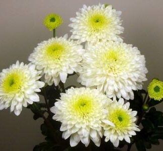 Хризантема корейская Бленда Уайт от Завода ФЛОРА