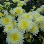 Хризантема корейская Лимонка от Завода ФЛОРА