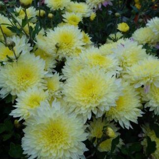 Хризантема корейская Лимонка от Завода ФЛОРА