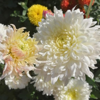 Хризантема корейская Бленда Уайт от Завода ФЛОРА