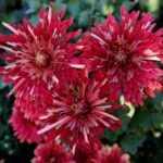 Хризантема корейская Темные Реснички от Завода ФЛОРА