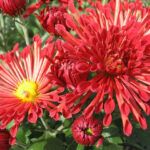 Хризантема корейская Темные Реснички от Завода ФЛОРА