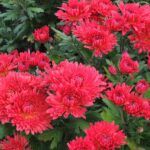Хризантема корейская Осеннее Рандеву от Завода ФЛОРА