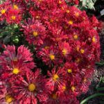 Хризантема корейская Вересневый Бисер от Завода ФЛОРА