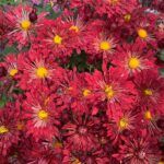 Хризантема корейская Вересневый Бисер от Завода ФЛОРА