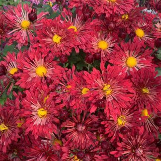 Хризантема корейская Вересневый Бисер от Завода ФЛОРА