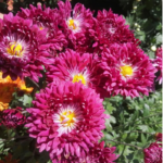 Хризантема корейская Вечерняя Симфония от Завода ФЛОРА