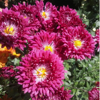 Хризантема корейская Вечерняя Симфония от Завода ФЛОРА