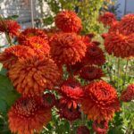 Хризантема корейская Пектораль от Завода ФЛОРА