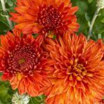 Хризантема корейская Пектораль от Завода ФЛОРА
