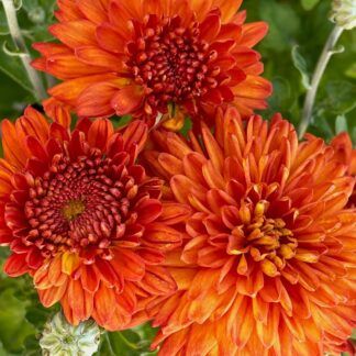 Хризантема корейская Пектораль от Завода ФЛОРА