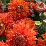 Хризантема корейская Пектораль от Завода ФЛОРА