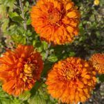 Хризантема корейская Виктория Оранж от Завода ФЛОРА