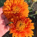 Хризантема корейская Виктория Оранж от Завода ФЛОРА