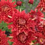 Хризантема корейская Ра-ра от Завода ФЛОРА