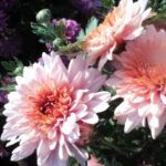 Хризантема корейская Рассвет от Завода ФЛОРА