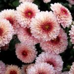 Хризантема корейская Рассвет от Завода ФЛОРА