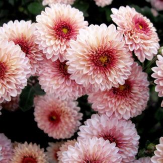 Хризантема корейская Рассвет от Завода ФЛОРА