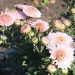 Хризантема корейская Рассвет от Завода ФЛОРА