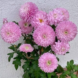 Хризантема корейская Ромео Пинк от Завода ФЛОРА