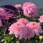 Хризантема корейская Гомпи Пинк от Завода ФЛОРА