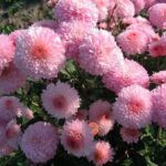 Хризантема корейская Гомпи Пинк от Завода ФЛОРА