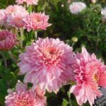 Хризантема корейская Гомпи Пинк от Завода ФЛОРА