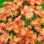 Хризантема корейская Деко от Завода ФЛОРА