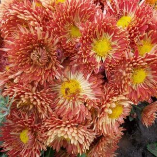 Хризантема корейская Деко от Завода ФЛОРА