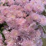 Хризантема корейская Розовый Сон от Завода ФЛОРА