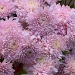 Хризантема корейская Розовый Сон от Завода ФЛОРА