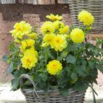 Георгин Dalaya Meena Suna от Завода ФЛОРА