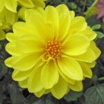 Георгин Dalaya Meena Suna от Завода ФЛОРА