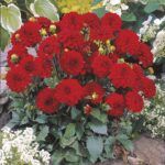 Георгин Dahila Gallery Riviera от Завода ФЛОРА