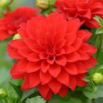 Георгин Dahila Gallery Riviera от Завода ФЛОРА