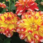 Георгин Lubega Power Tricolor от Завода ФЛОРА