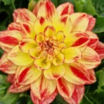 Георгин Lubega Power Tricolor от Завода ФЛОРА