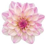 Георгин Dalaya Meena Zarina от Завода ФЛОРА