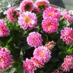 Георгины Dahlietta Surprise Louise от Завода ФЛОРА