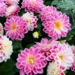 Георгины Dahlietta Surprise Louise от Завода ФЛОРА