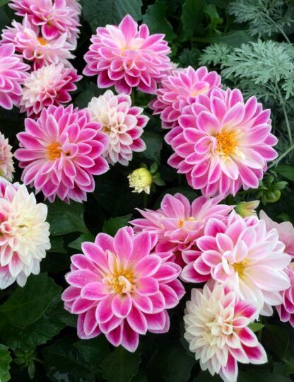 Георгины Dahlietta Surprise Louise от Завода ФЛОРА