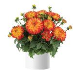 Георгин Darling Orange Flare от Завода ФЛОРА