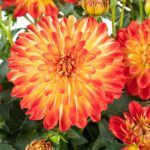 Георгин Darling Orange Flare от Завода ФЛОРА