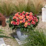 Георгин Novation Salmon от Завода ФЛОРА